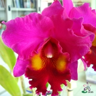 Cattleya catalogue