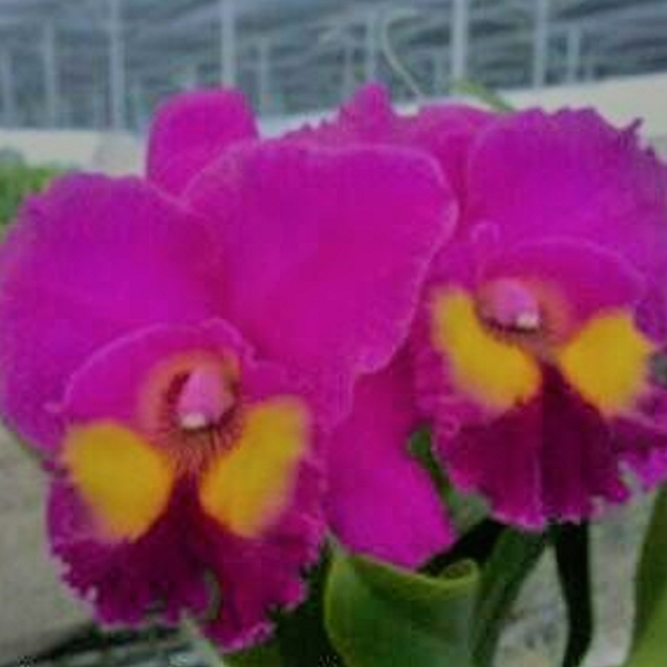 6951	Rhyncholaeliocattleya Vigour Red Grape 