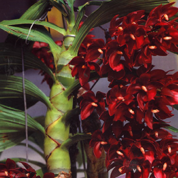 9015 Cycd. Wine Delight'JEM'  FCC/AOS 2