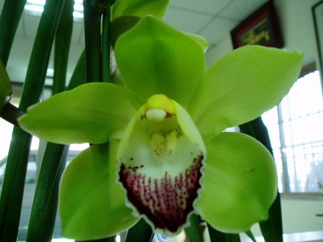 11016 Cymbidium Big Green (M) 2