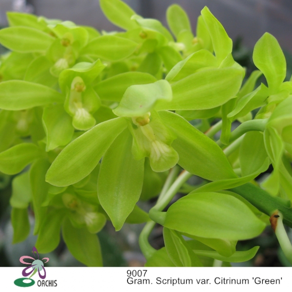 9007 Gram. Scriptum var. Citrinum 