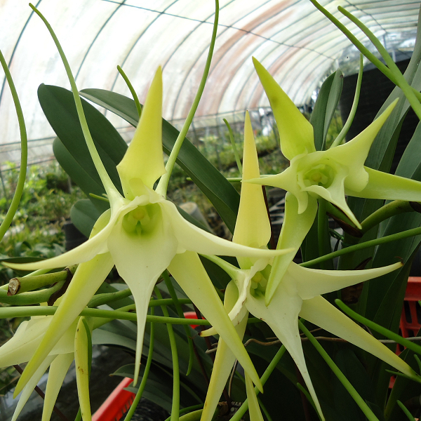 9267 Angraecum Crestwood (Mutation)