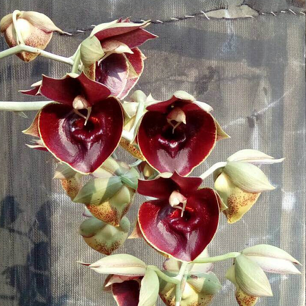 9373 Catasetum Orchidglade 'Jack of Diamond' 2