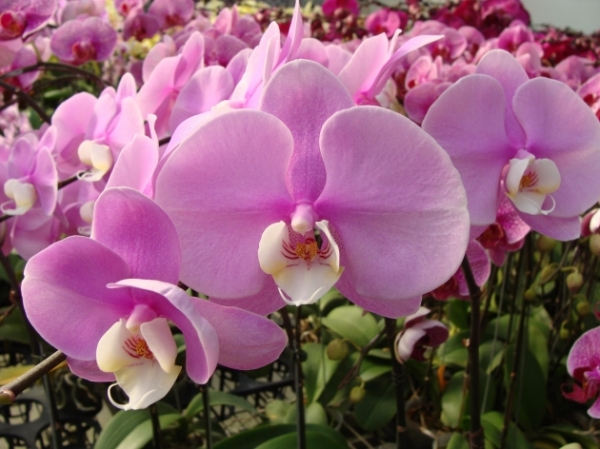 4788	(Phalaenopsis Sogo Yukidian x Dtps. Taiwan Black Jack) 'Pink #1' 1