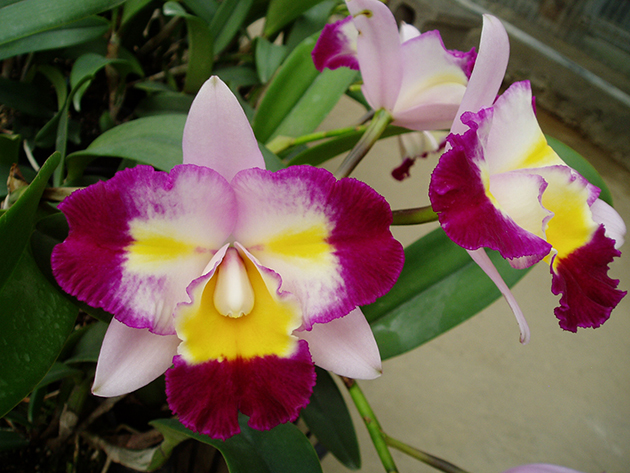 6419 Rhyncholaeliocattleya Tsutung Beauty 'ORCHIS-01' 3