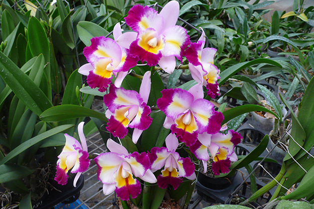 6419 Rhyncholaeliocattleya Tsutung Beauty 'ORCHIS-01' 1
