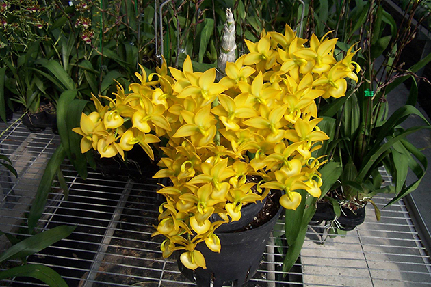 9048 Cycnoches Taiwan Gold ‘ORCHIS’ GCP/20THWOC 2